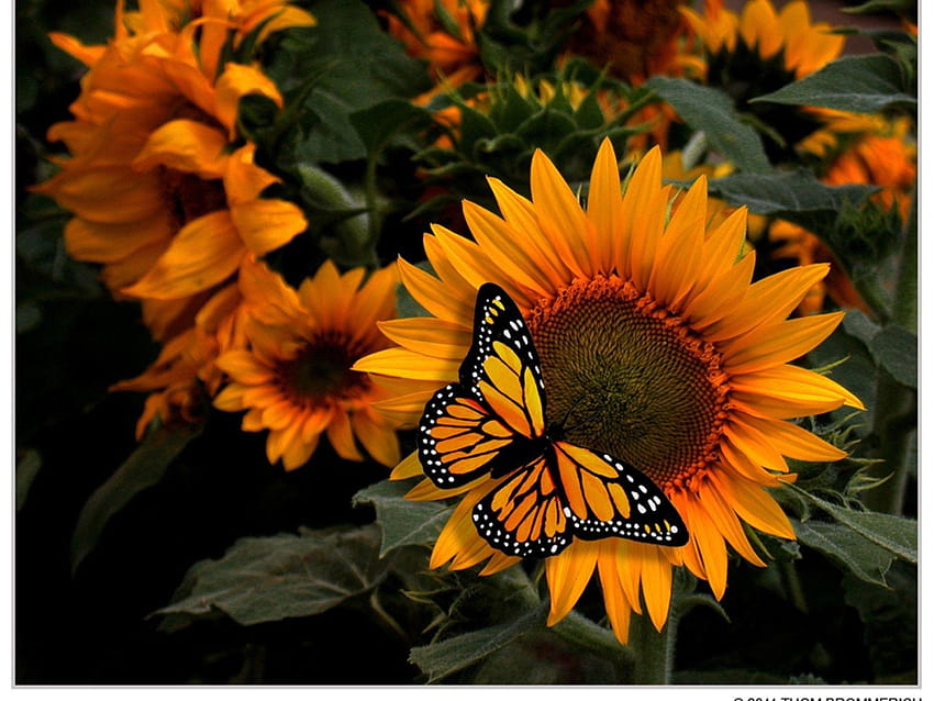 of butterflies, monarch butterfly HD wallpaper