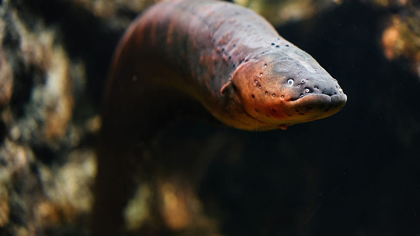 Researchers Have Found The World's Most Powerful Electric Eel In, electric eels HD wallpaper