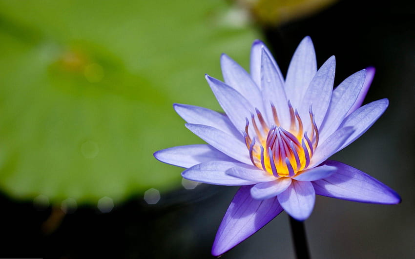 Erstaunliche lila Lotusblumen-Hintergründe HD-Hintergrundbild