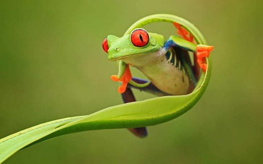 4 Cute Frog, amazing frog HD wallpaper | Pxfuel