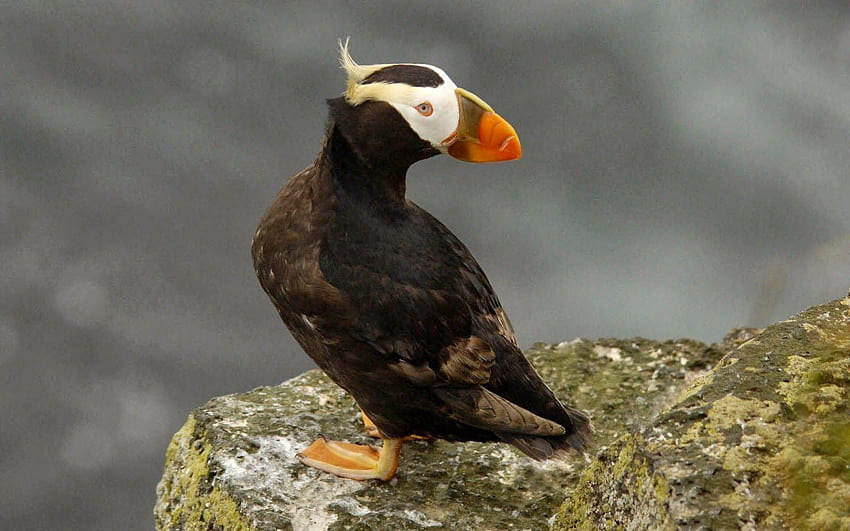 : Tufted Puffin HD wallpaper
