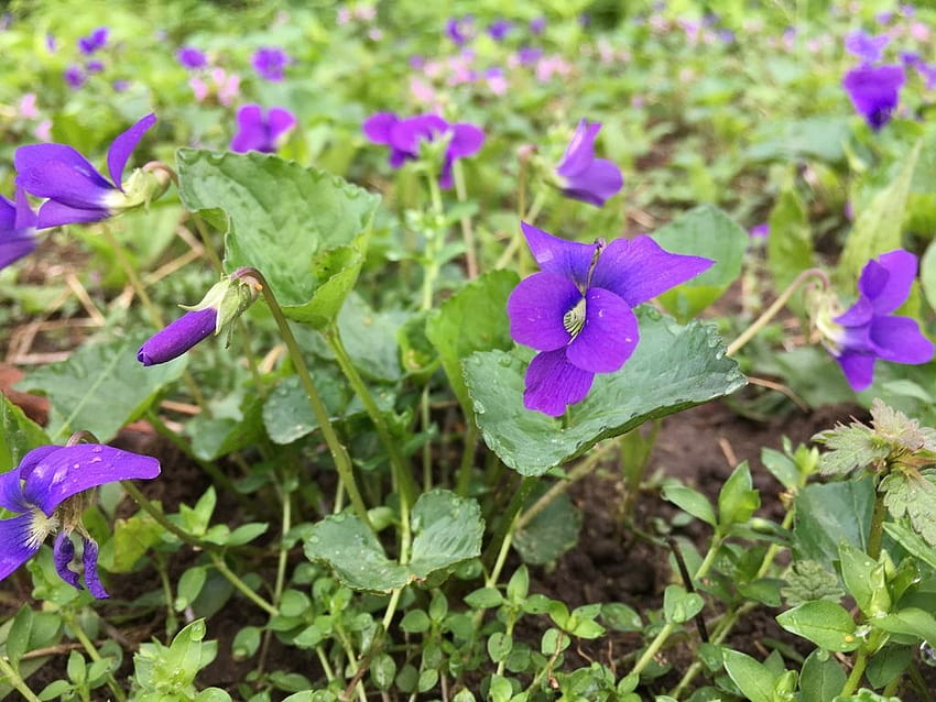 Identifying the Violets of Manhattan ...inaturalist, common blue violet HD wallpaper