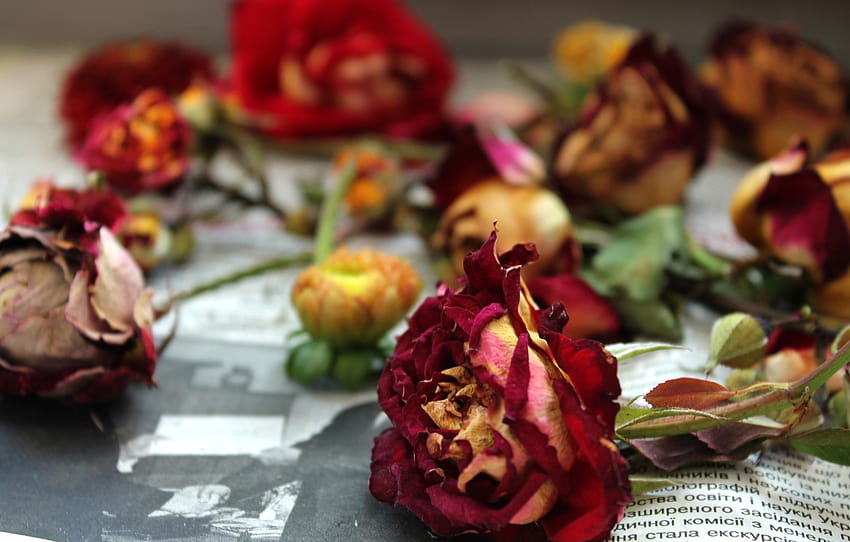 flowers, rose, roses, newspaper, vintage, the dried flowers , section цветы, dead roses HD wallpaper