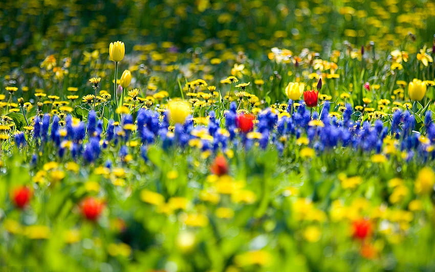 In celebration of the elusive spring. I changed my Internet, spring wildflowers HD wallpaper