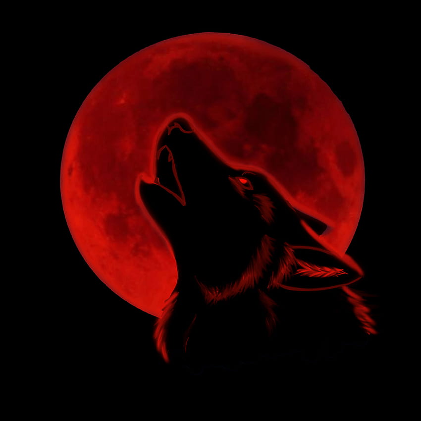 Lobo rojo, lobo rojo y negro fondo de pantalla del teléfono