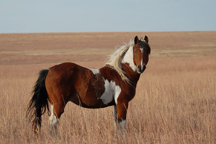 10 Cute Funny Animalz: American Mustang Horse New Best 2013 791 :: 야생 핀토 말 HD 월페이퍼