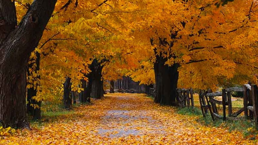 6 places you thought were only Windows, usa autumn HD wallpaper