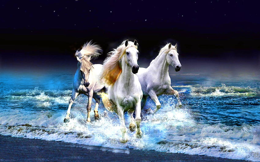 1198 Horse, stallion HD wallpaper