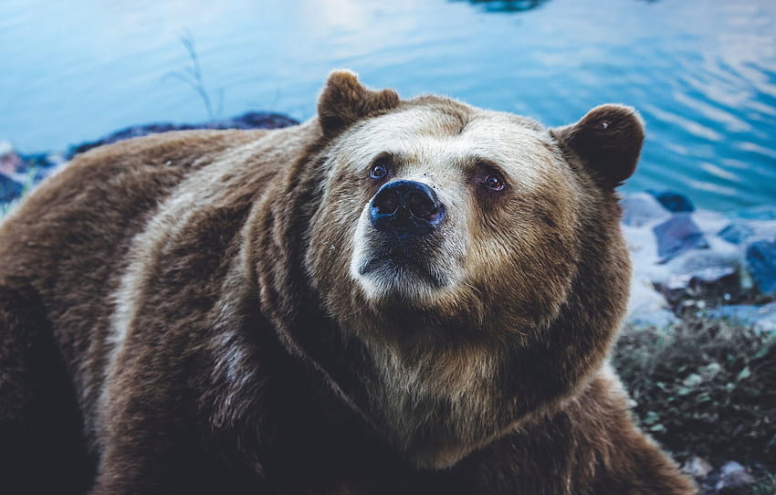 Bear, Sight, Grizzly , section животные, aesthetic bear cute pc HD wallpaper