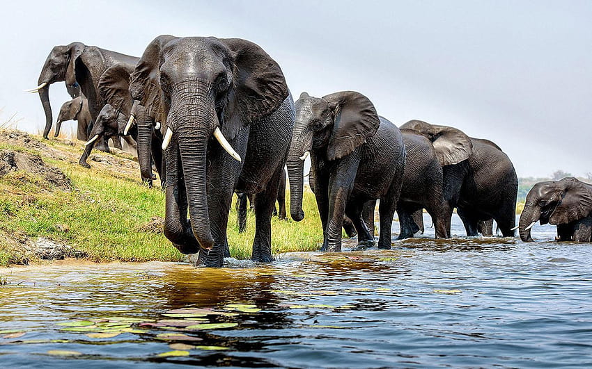 코끼리 동물 그리고, 인도 코끼리 HD 월페이퍼