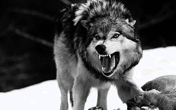 Wolf Wallpapers  Top 68 Best Wolf Wallpapers  HQ 