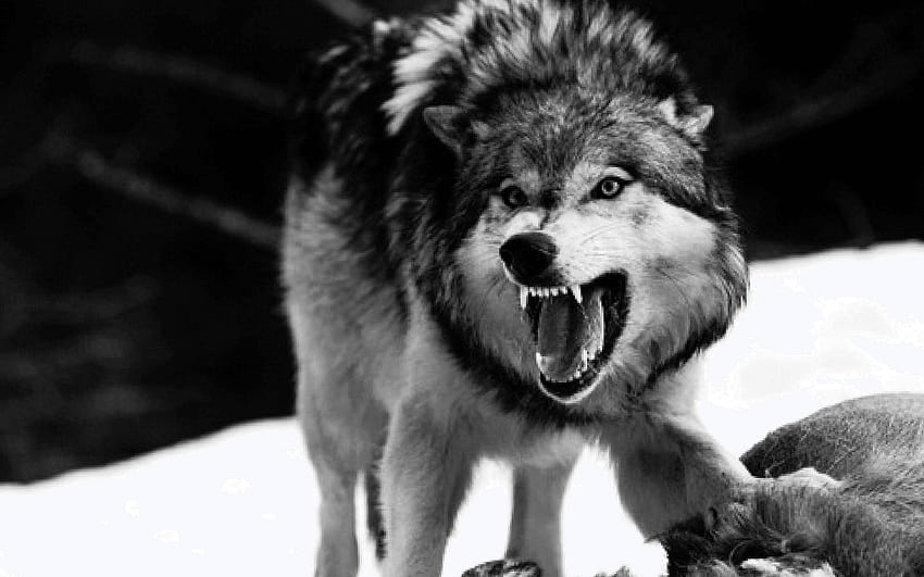 Angry Wolf Cave HD wallpaper