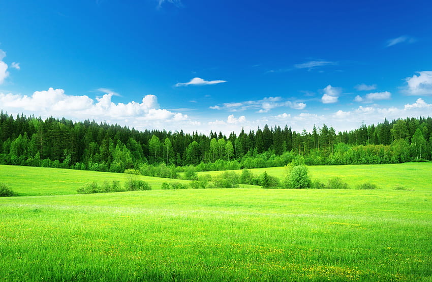 Green grass, Thick forest, Blue sky, Nature HD wallpaper