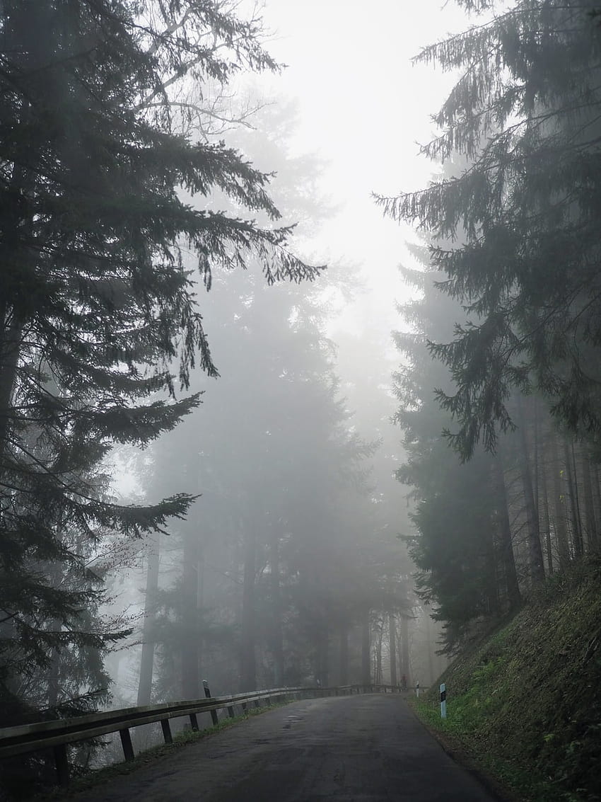 Foggy Road, dark road with fog HD phone wallpaper