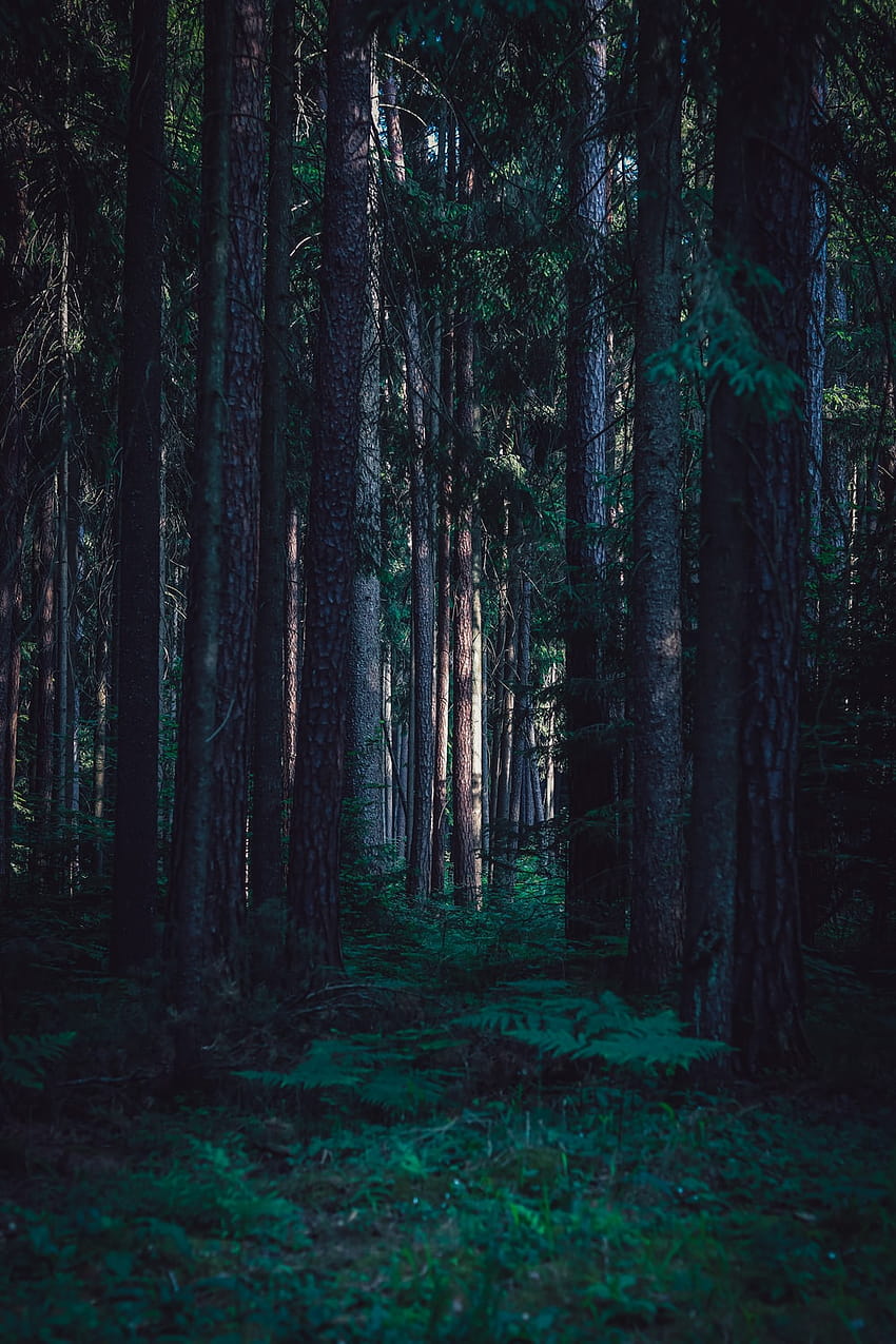 50 Dark Forest [], ästhetischer grüner Wald HD-Handy-Hintergrundbild