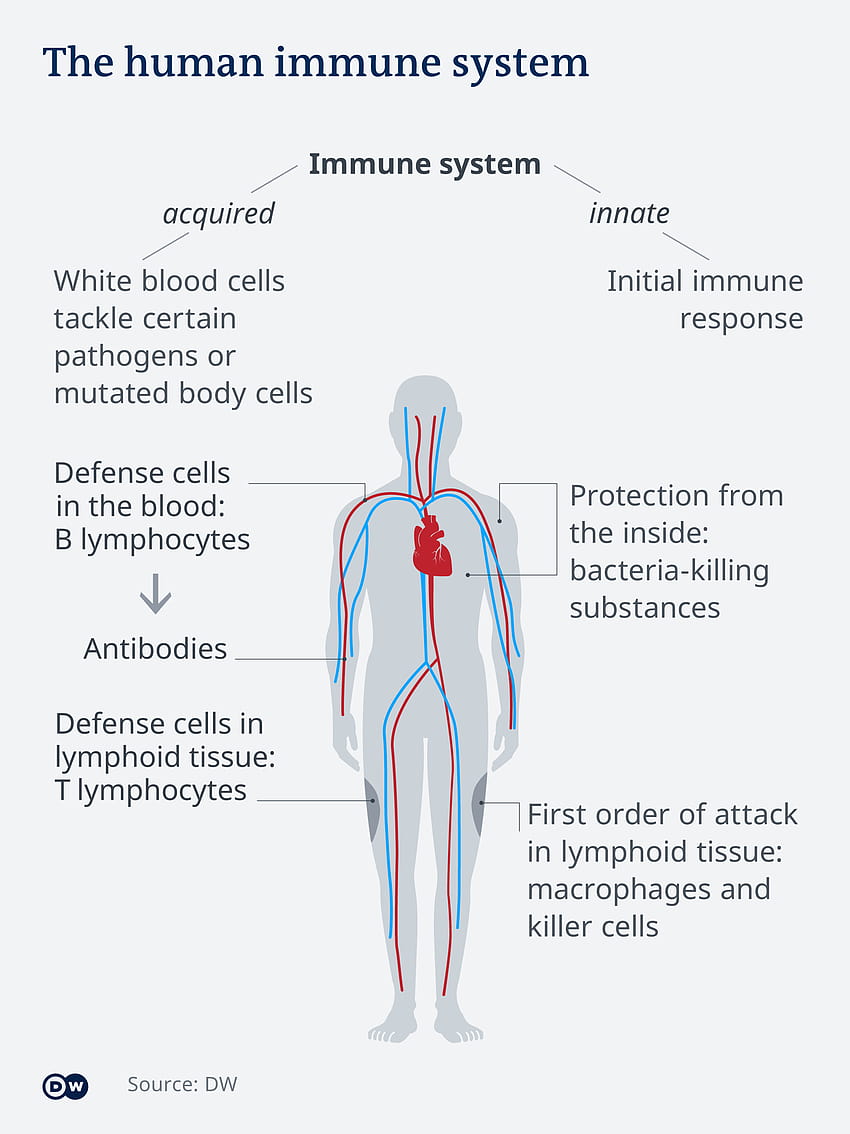 The immune system′s fight against the coronavirus HD phone wallpaper