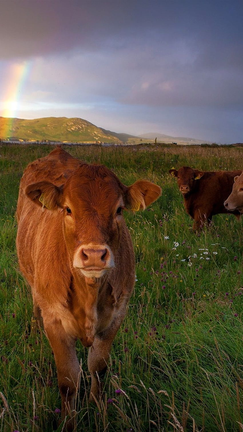 Three brown cows, grass, meadow 2880x1800 , sunset cow HD phone wallpaper