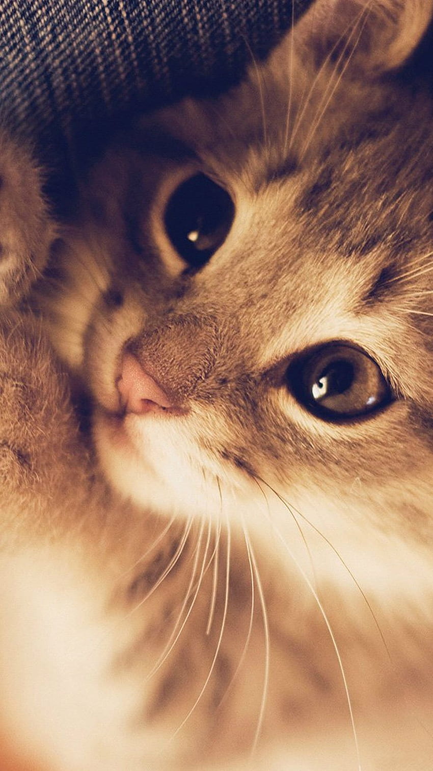 Really Cute Cat HD phone wallpaper