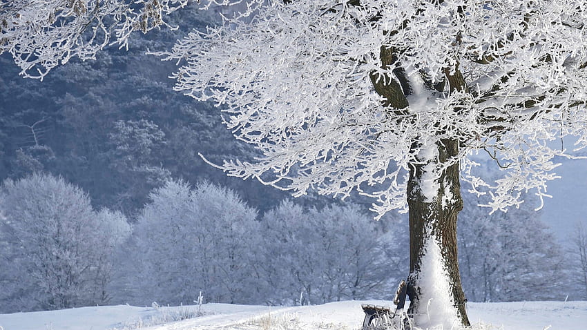 Frost Park Dengan Bangku Dan Pohon Tertutup Salju Selama Alam Musim Dingin Wallpaper HD