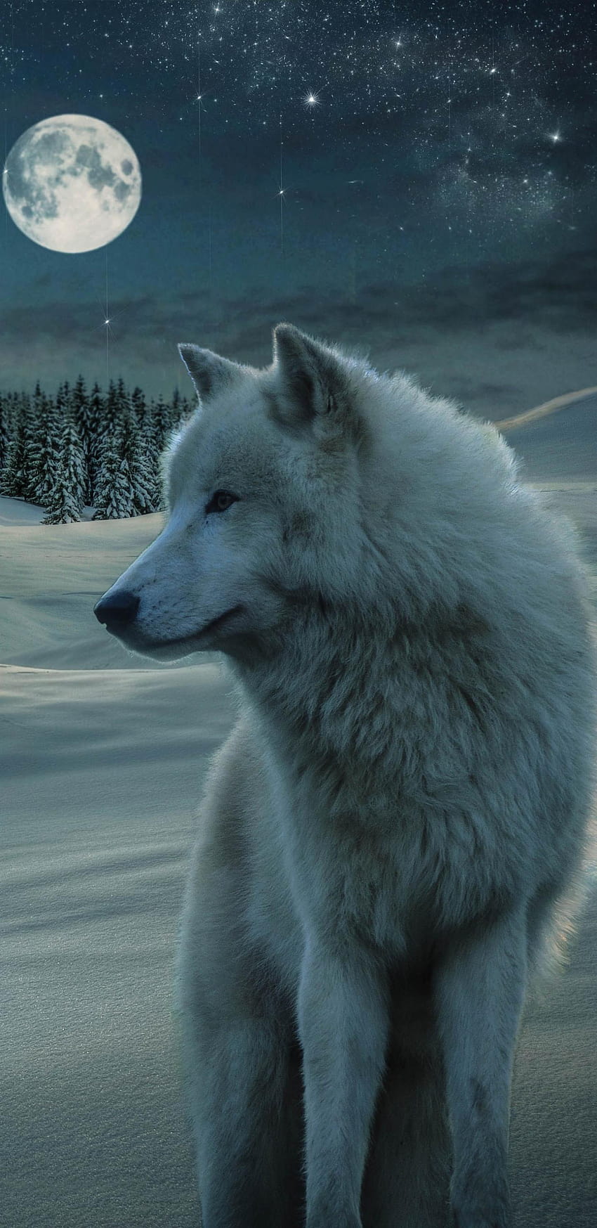 Tier/Wolf, Wolftelefon HD-Handy-Hintergrundbild