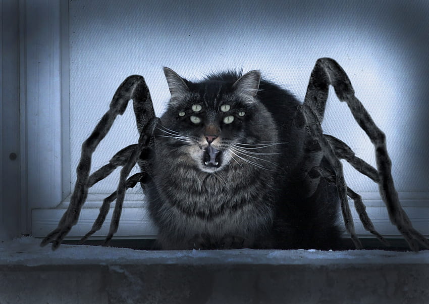 : Scary cat, creepy cat HD wallpaper | Pxfuel