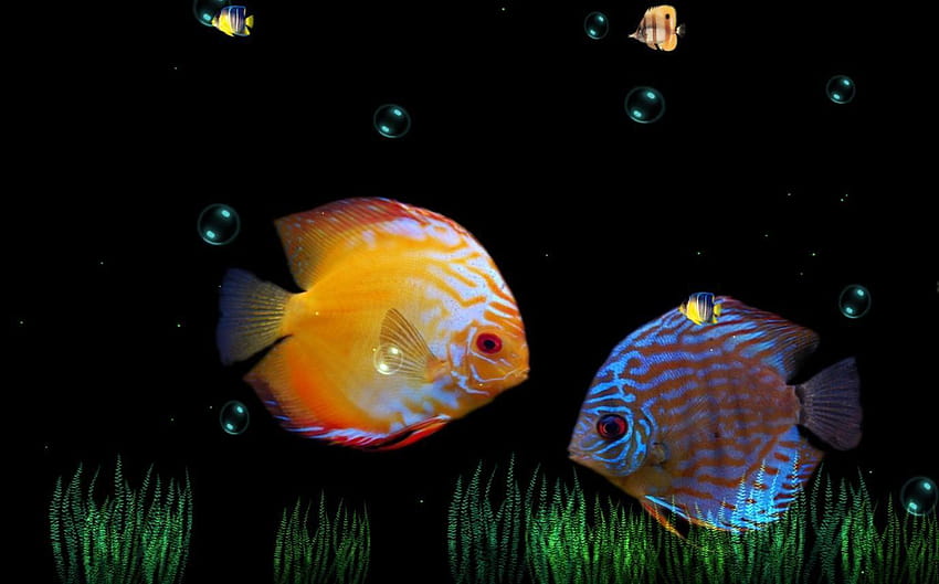 Ocean Life Aquarium Animated torrent HD wallpaper