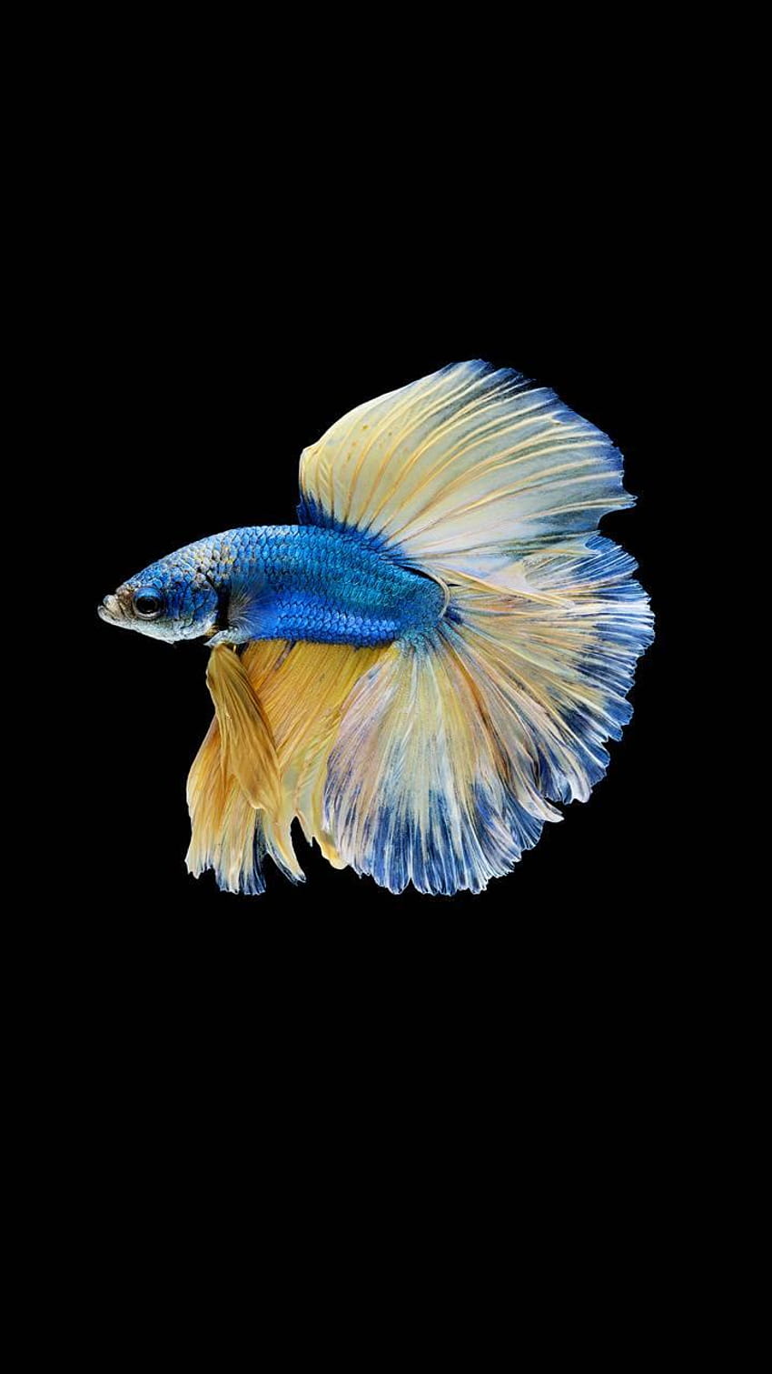 Fisch Amoled von Capone6, Amoled Blue HD-Handy-Hintergrundbild