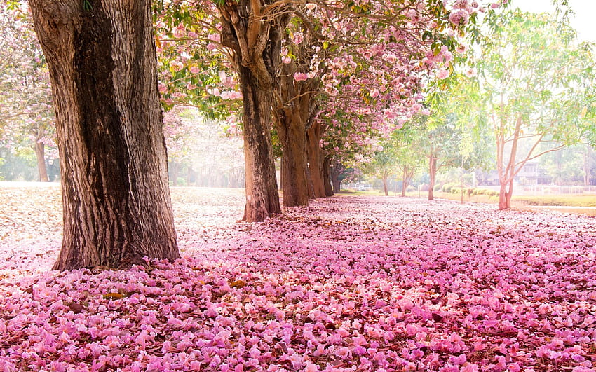 Pepohonan, jalan, banyak bunga merah muda di tanah Wallpaper HD