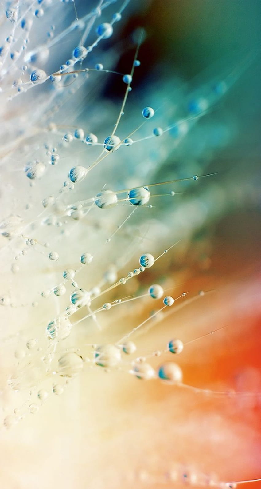 Tap And Get The App! Nature Minimalistic Dew Pure Multicolored Blurred 