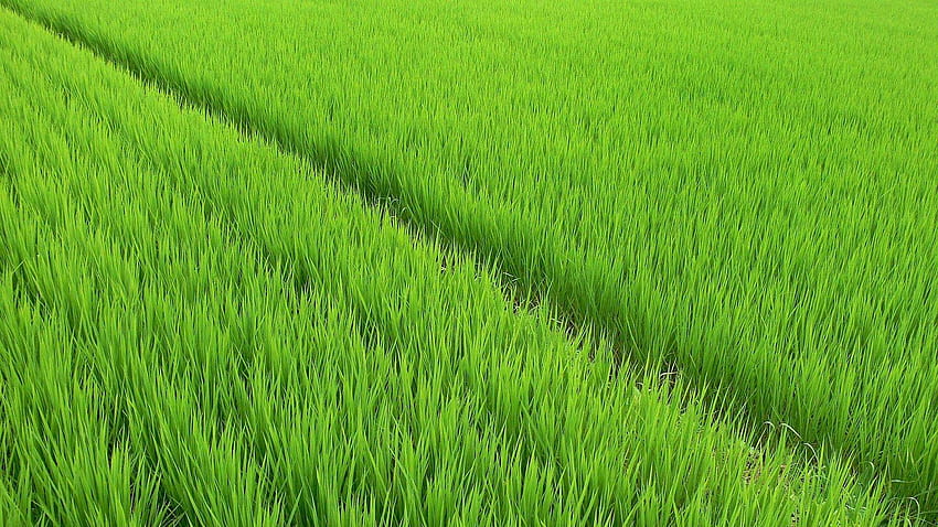 Rice , Rice High Quality, rice field HD wallpaper