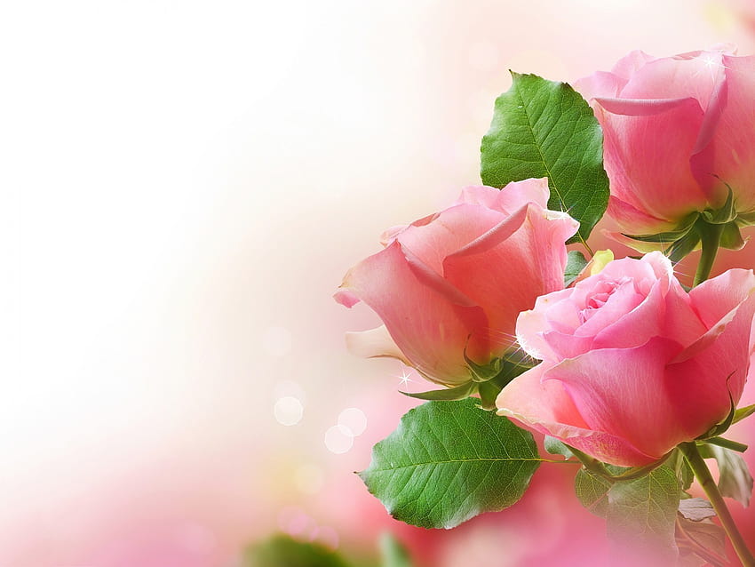 Bunga Mawar Pink HD wallpaper