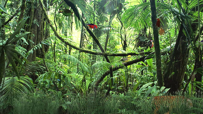 Cartoon Jungle, animated forest HD wallpaper