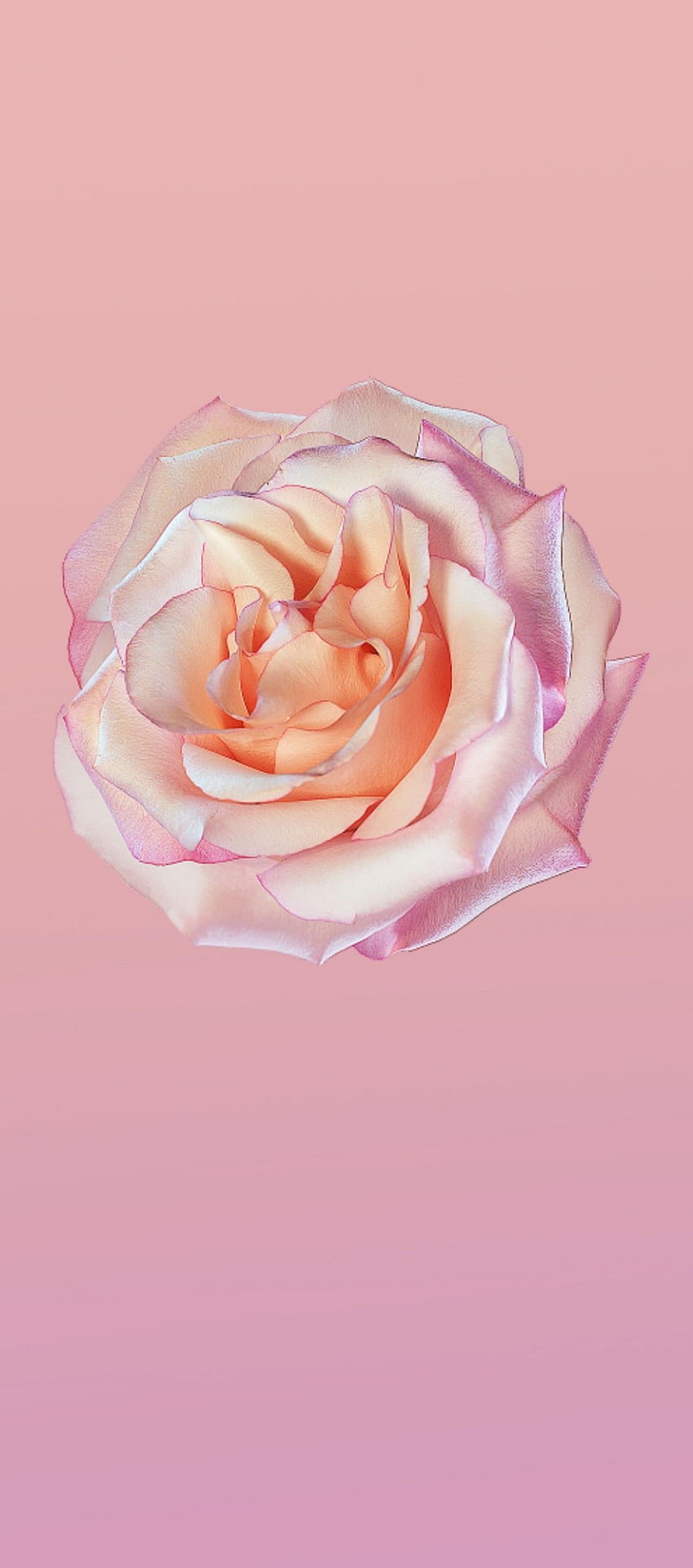 iOS 11, iPhone X, rose, pink, clean, simple, abstract, apple, iphone 8, clean, beauty, c…, pink iphone 11 HD phone wallpaper