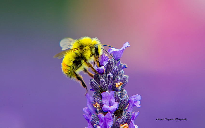 Honey Bee Lavendar Nectar HD wallpaper