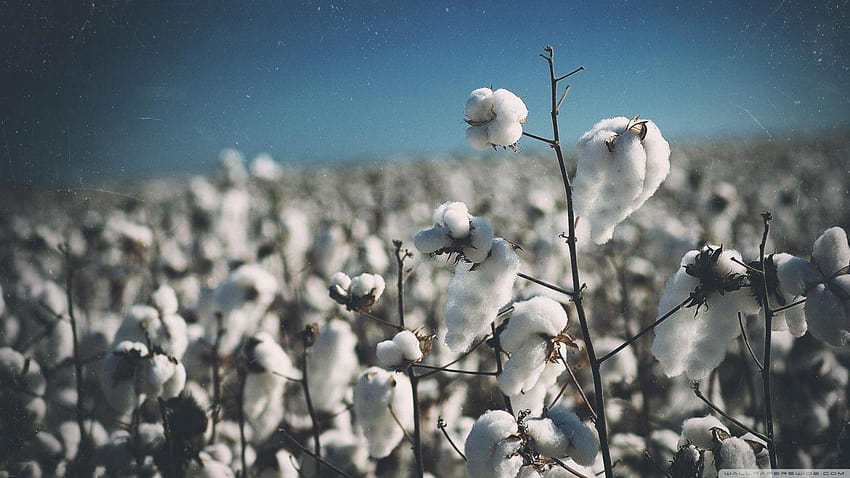 Cotton Field : : High Definition HD wallpaper