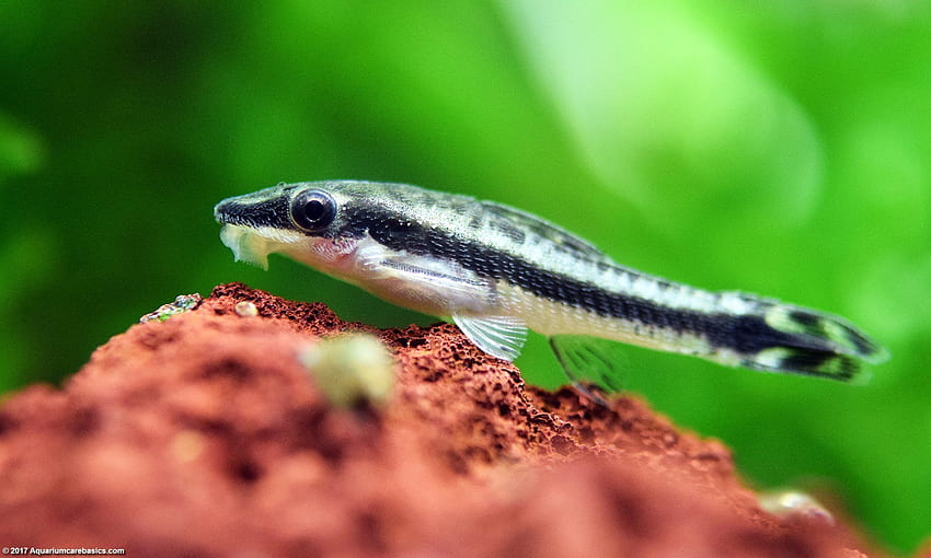 Otocinclus Catfish: Care, Food, Size & Algae Eating, algae eater HD wallpaper