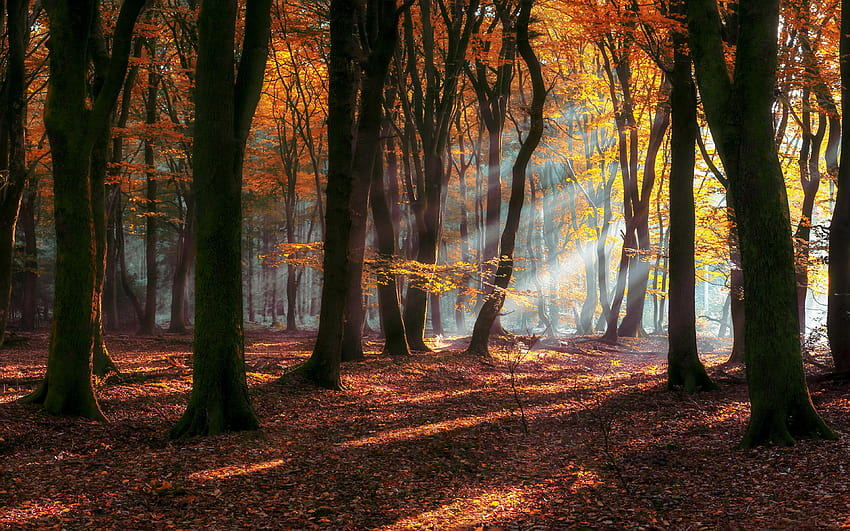 Mattina autunno sole raggi foresta alberi decidui con giallo e rosso, raggi del sole attraverso gli alberi della foresta Sfondo HD