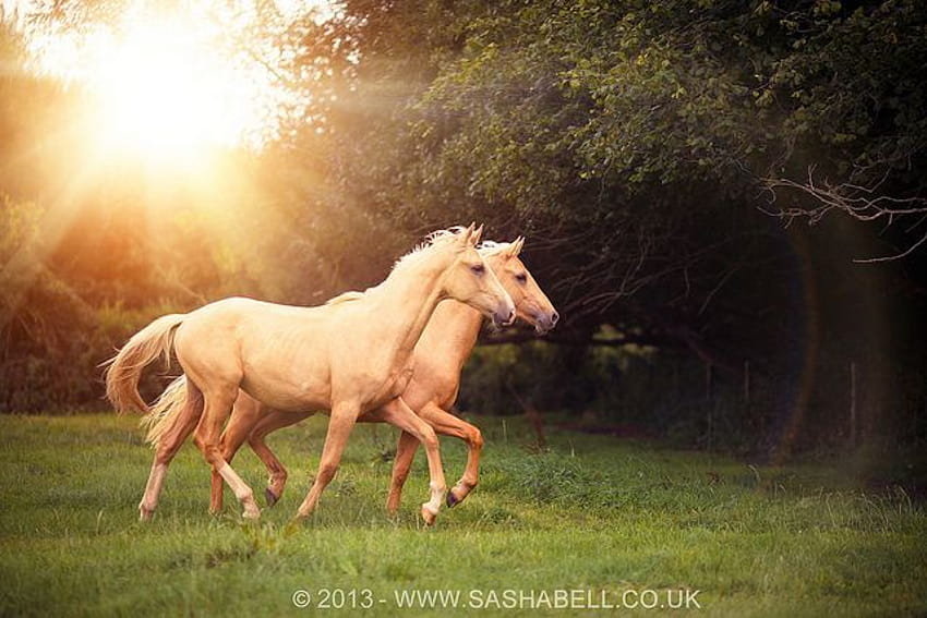 Pin on Palomino horses :) HD wallpaper | Pxfuel