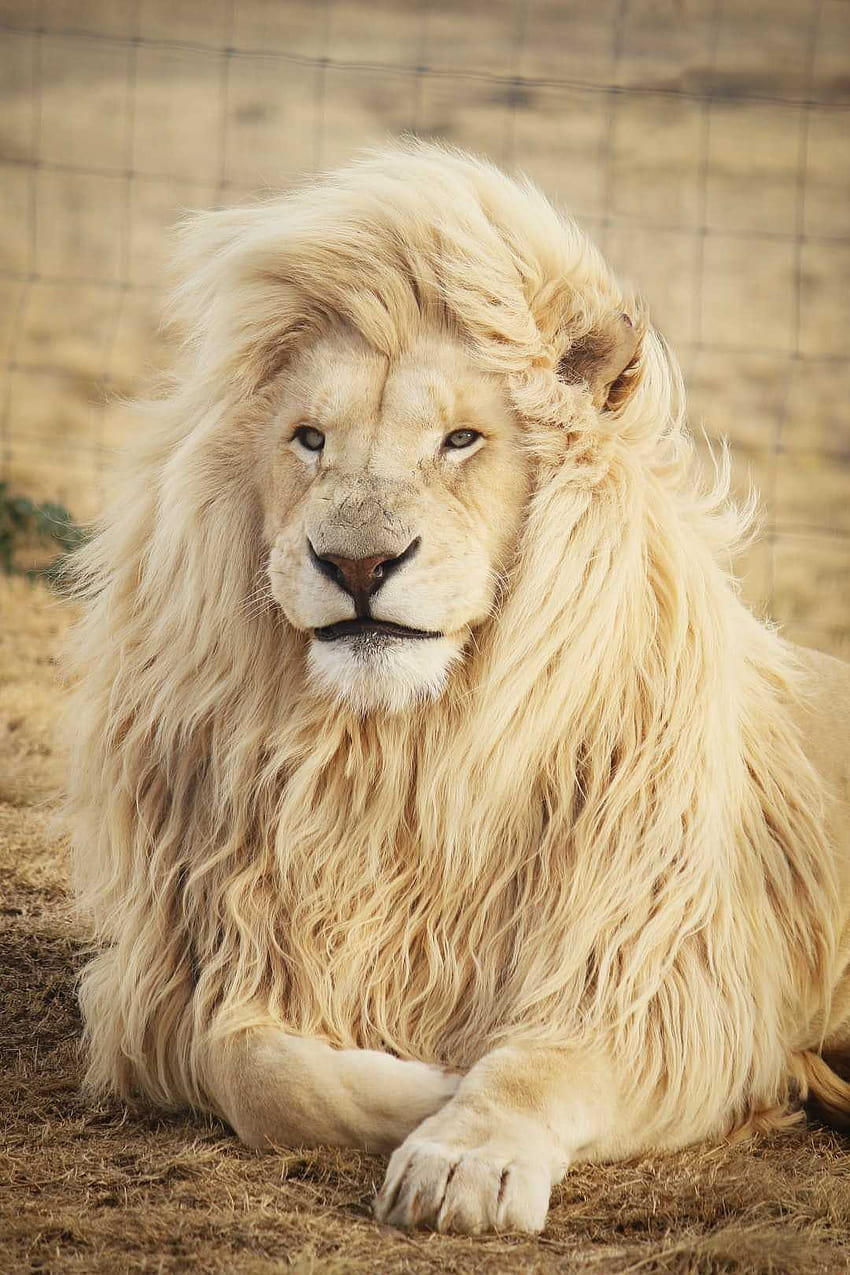 danger lion HD phone wallpaper