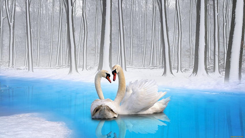 Couple swan on the blue water of river in the forest, swan river HD wallpaper