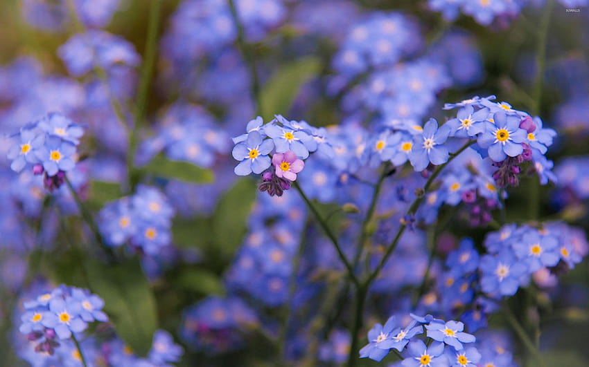 forget me not HD wallpaper