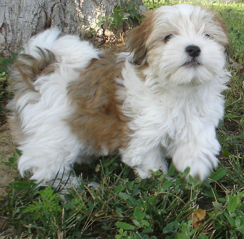 Brown and white Havanese dog and . Beautiful Brown and white Havanese dog HD wallpaper