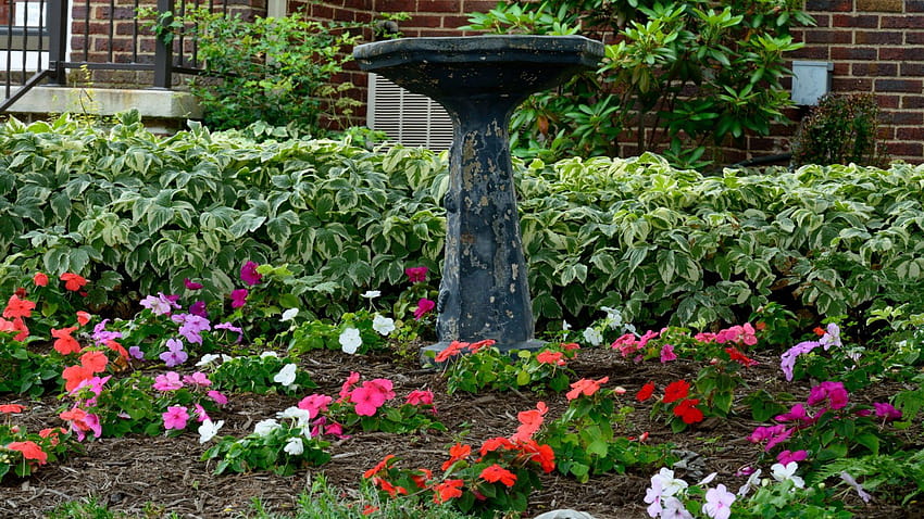 Flores: Verano Verano Pintoresco Rosa Flores Jardín Flor, jardín de verano fondo de pantalla