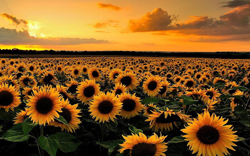 Sunflower Field, sunflowers field at sunset HD wallpaper