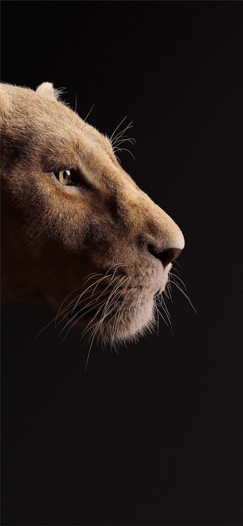 beyonce as nala the lion king 2019 iPhone X HD phone wallpaper