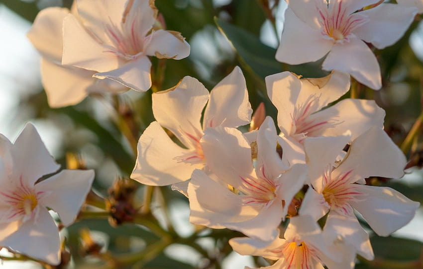 summer, Greece, oleander , section цветы, spring greece HD wallpaper