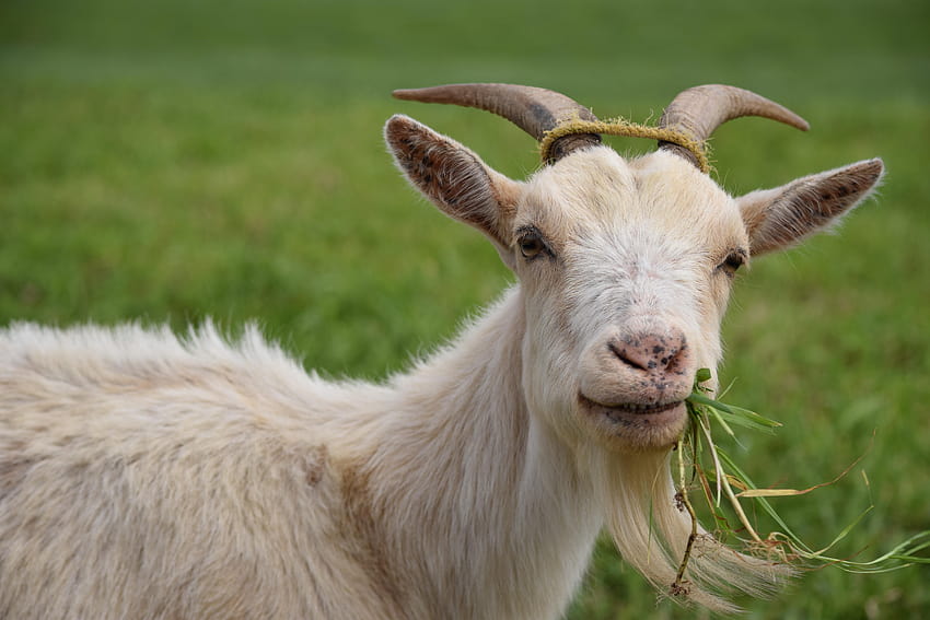 Eating, Animal, Goat, Grass, Livestock, one animal, grass, goat eating HD wallpaper