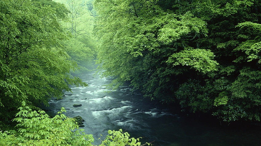 Tennessee, Great Smoky Mountains, Wald :: HD-Hintergrundbild
