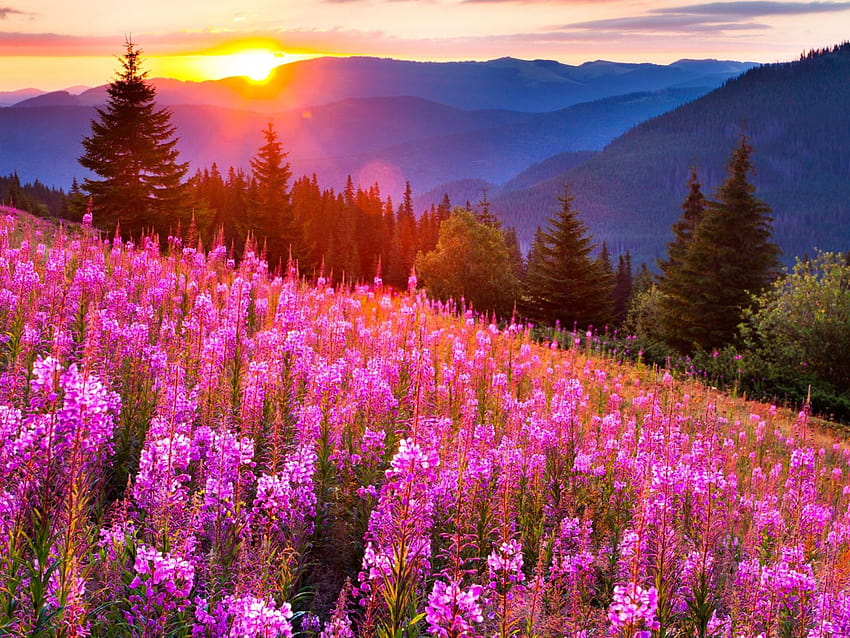 Sunsets Mountain Mow Lupine Pink Flowers Summer Landscape 3840x2160 : 13, summer flower sunsets HD wallpaper