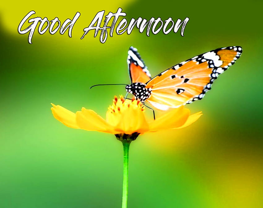 Good afternoon love HD wallpapers | Pxfuel